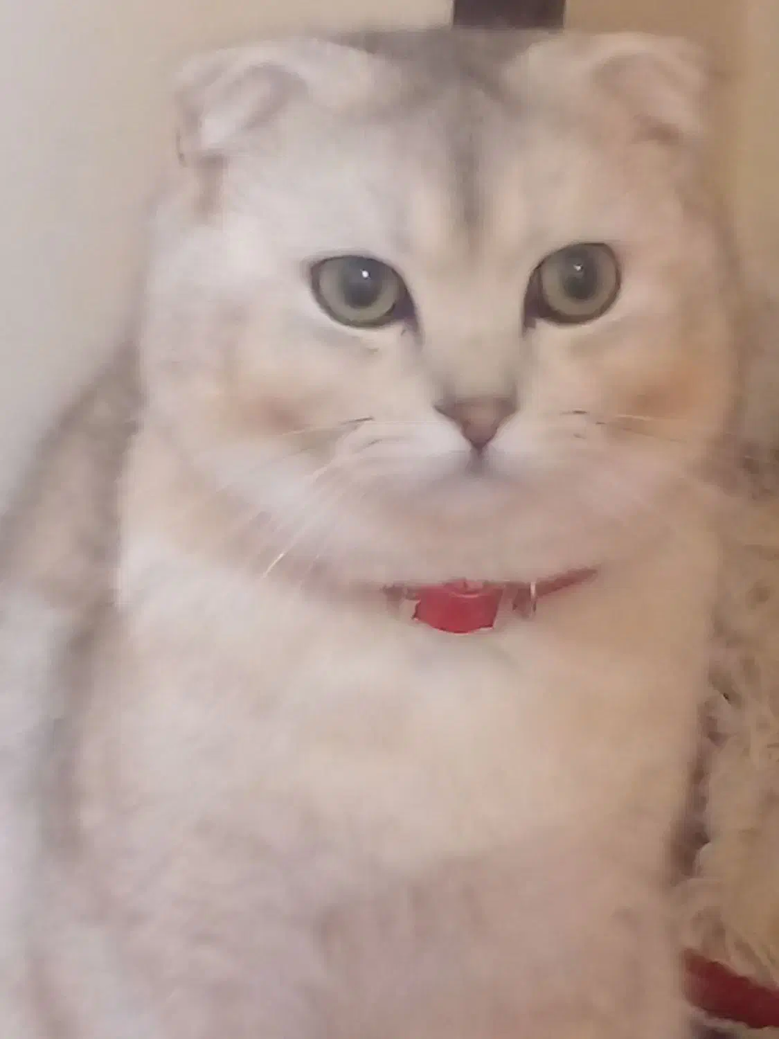 گربه|گربه|ماهدشت, |دیوار