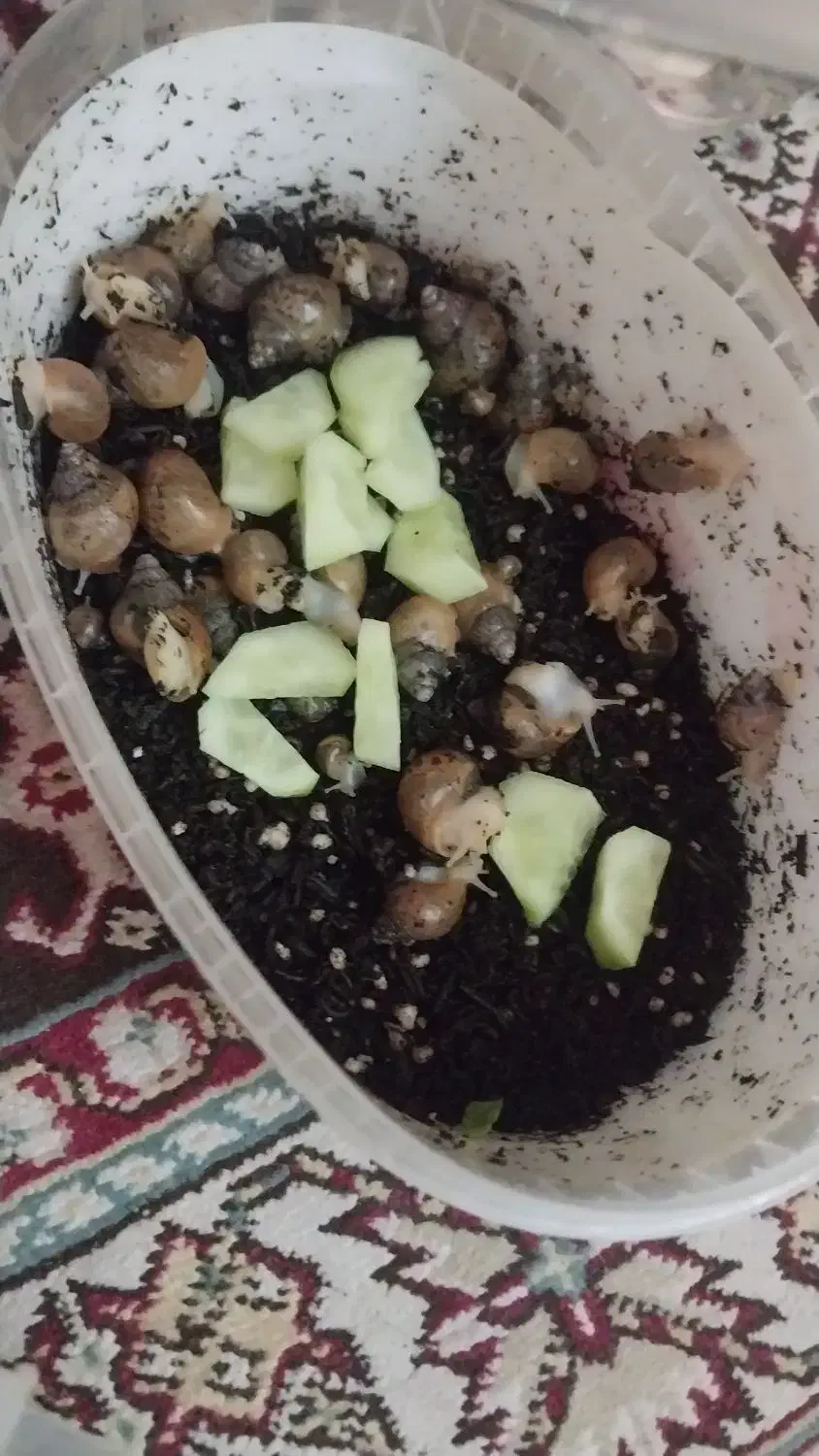 فروش حلزون کودک|خزنده|محمدیه-قزوین, |دیوار