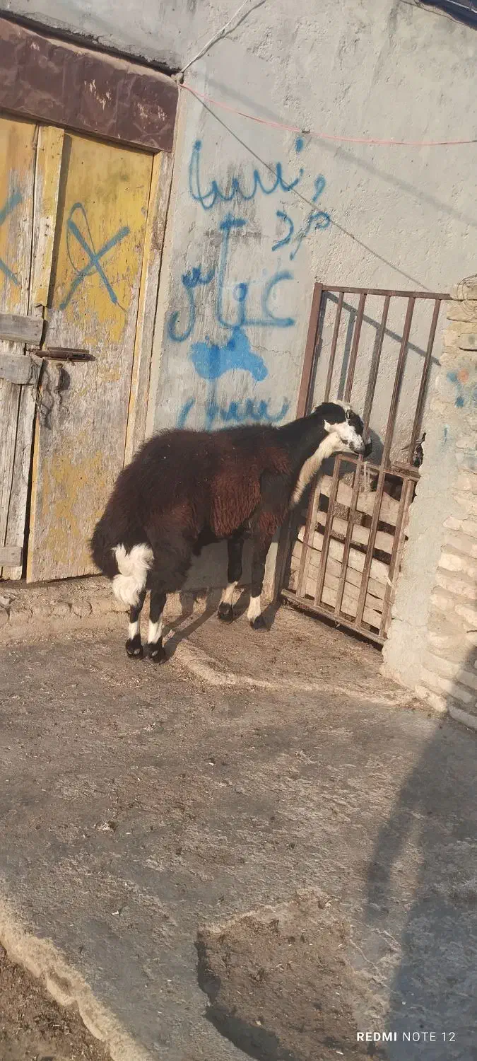 قوچ|حیوانات مزرعه|سیمین شهر, |دیوار