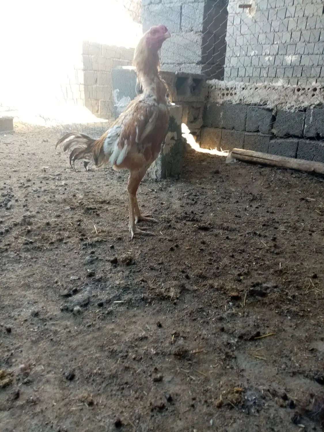 خروس لاری|حیوانات مزرعه|تربت جام, جلگه موسی آباد|دیوار