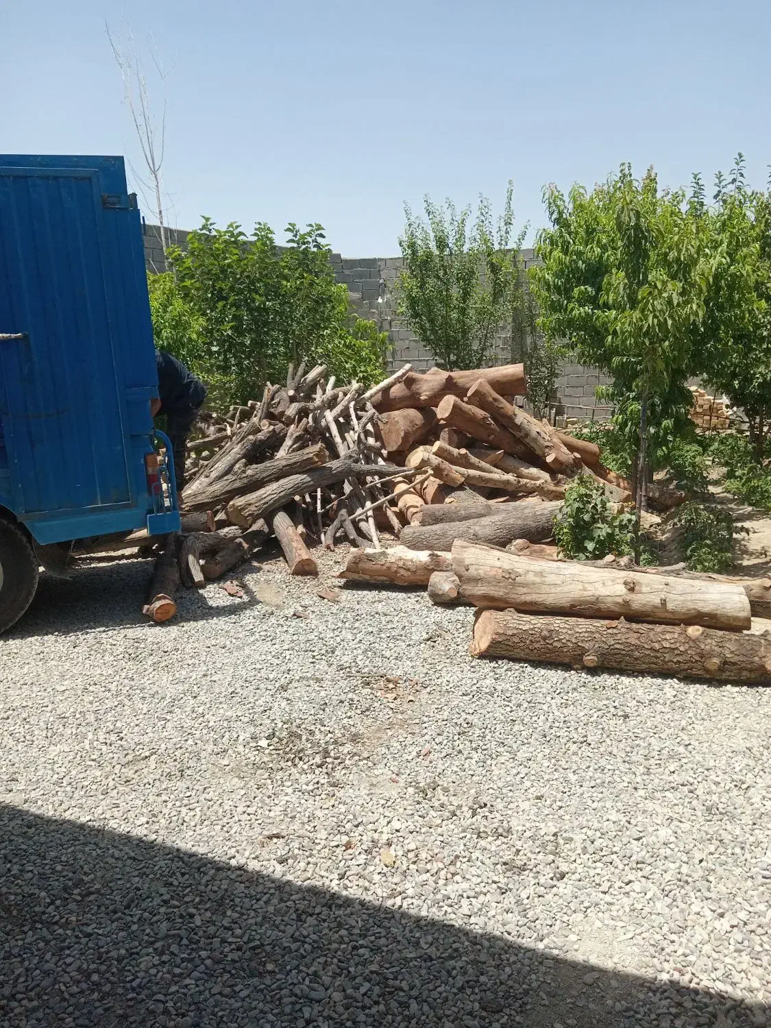 خریدار انواع چوب درختان میوه و|خدمات باغبانی و درختکاری|تهران, اکباتان|دیوار