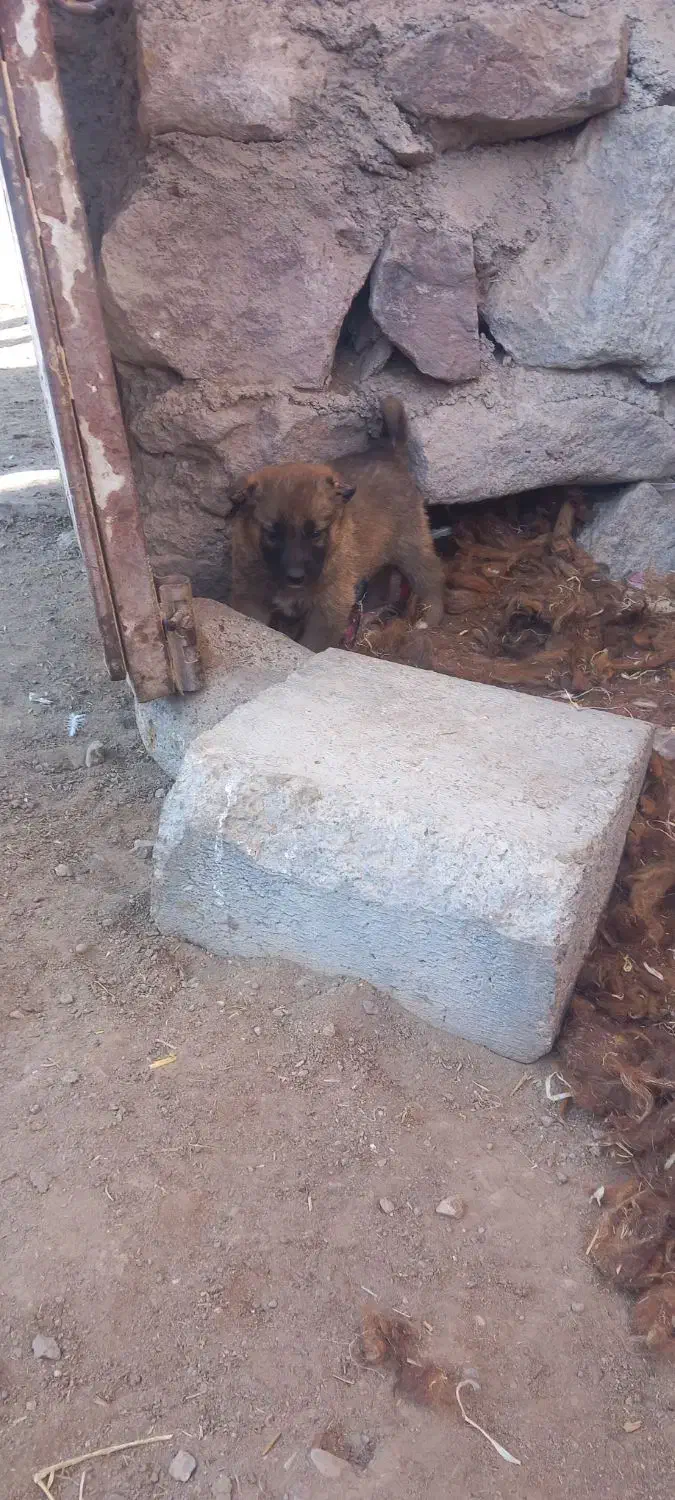 واگذاری توله نر|سگ|سراب, |دیوار