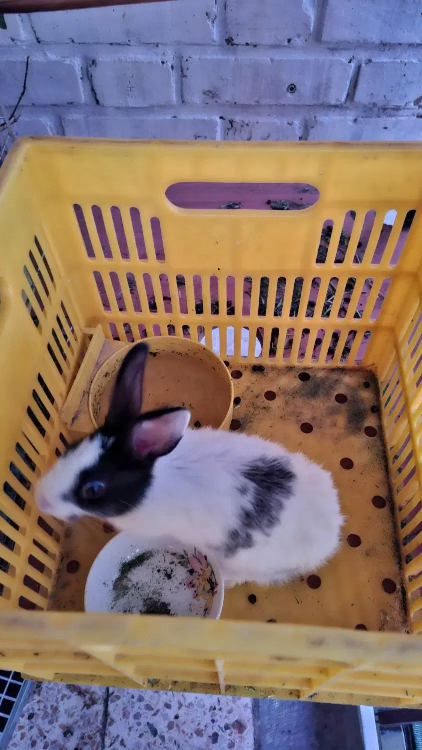 خرگوش مینیاتوری|موش و خرگوش|ابریشم, |دیوار