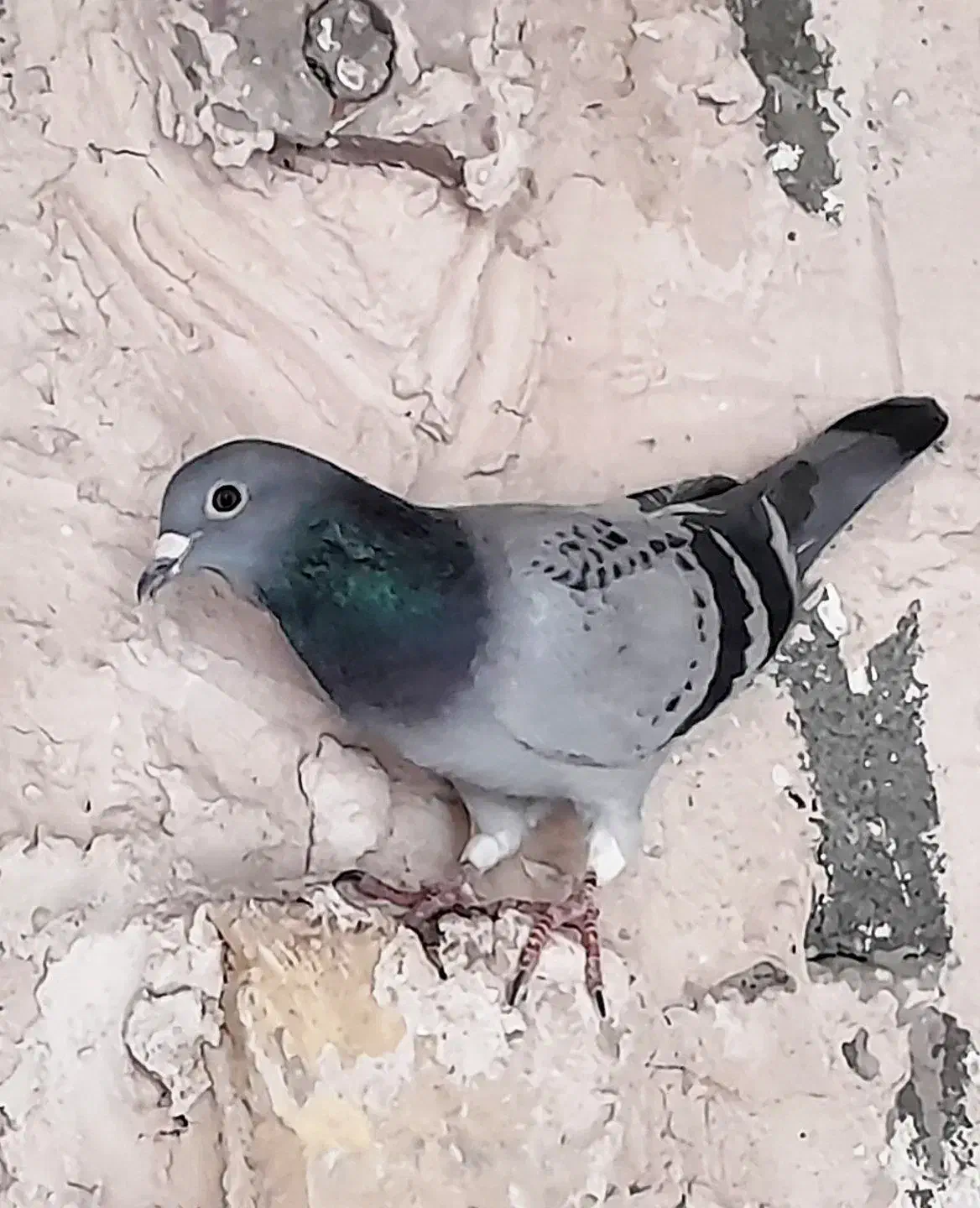 سوسکی جوانه وماده مسافتی|پرنده|چناران, |دیوار