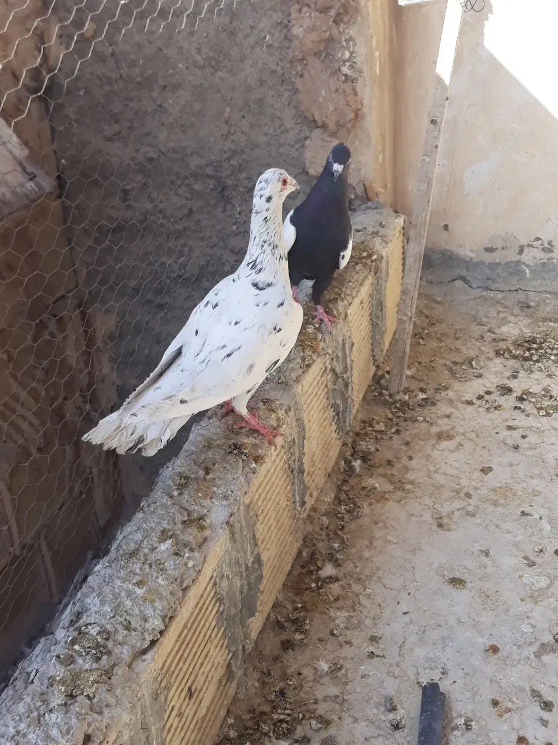 کفتر رنگی و پلاکی|پرنده|مبارکه, |دیوار