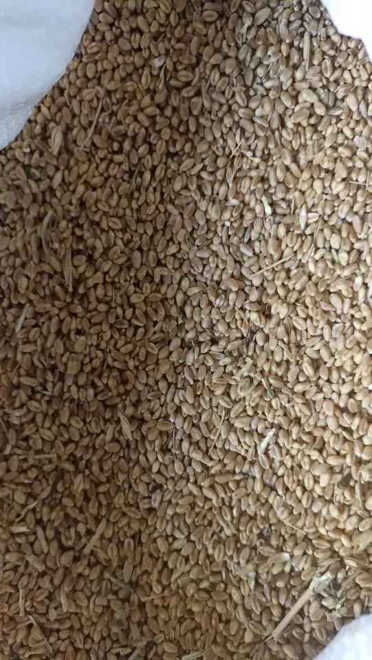 گندم پیشگام|عمده‌فروشی|سنندج, |دیوار