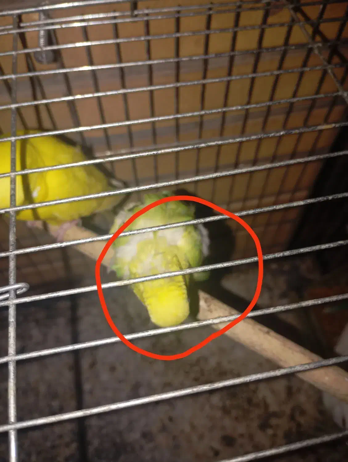 مرغ عشق نر و ماده|پرنده|بندر ماهشهر, |دیوار