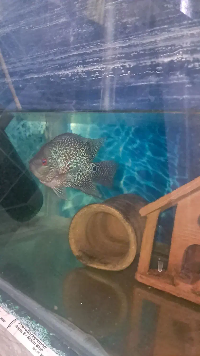 ماهی فلاور قیمت توافقی|ماهی|همدان, |دیوار