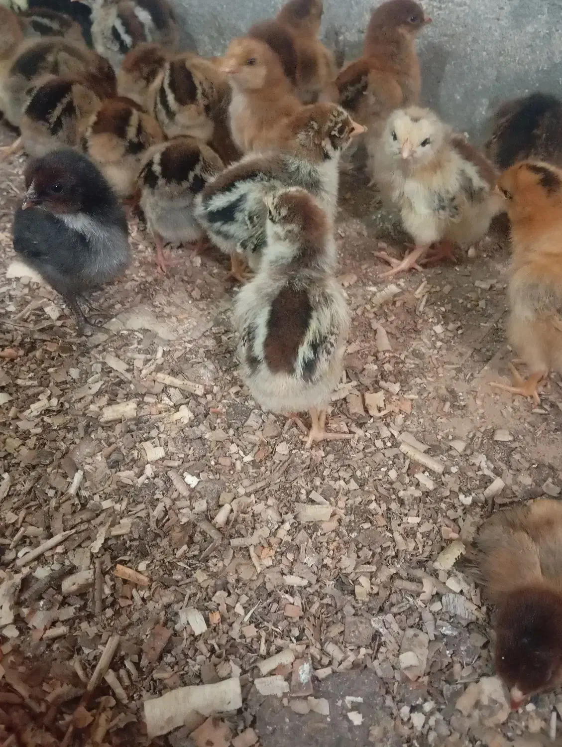 جوجه مرغ یک هفته ای|حیوانات مزرعه|سبزوار, قاضی زاد|دیوار