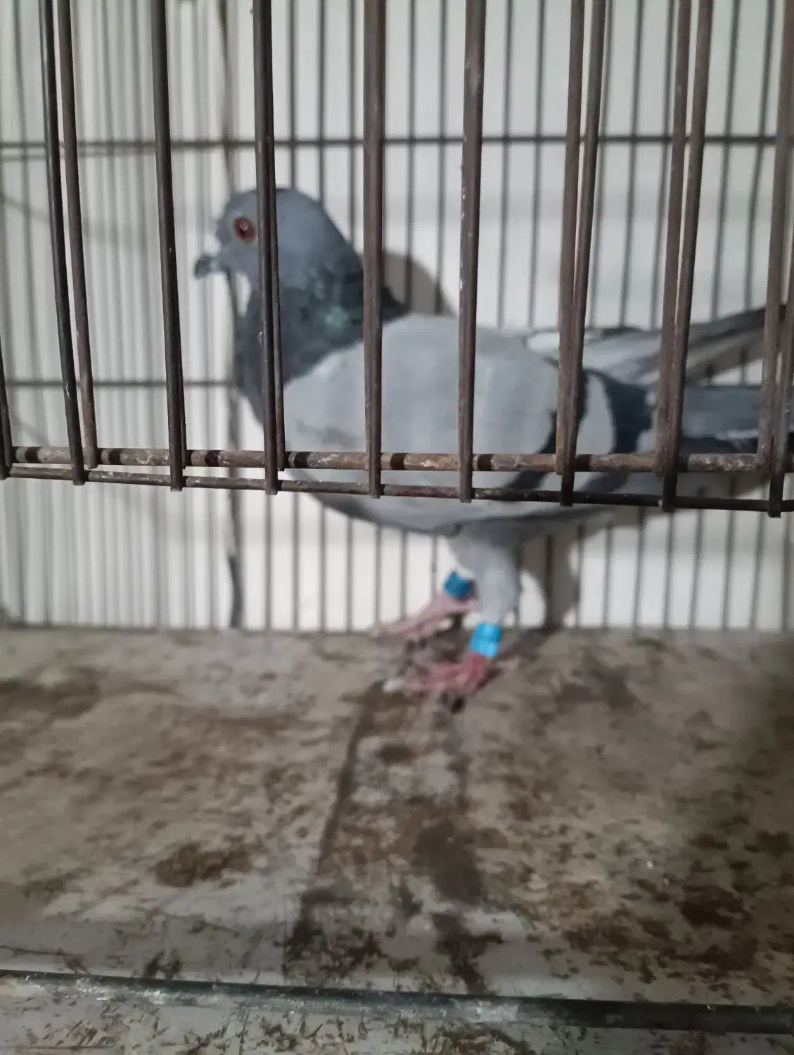 کبوتر|پرنده|محمدیه-قزوین, |دیوار