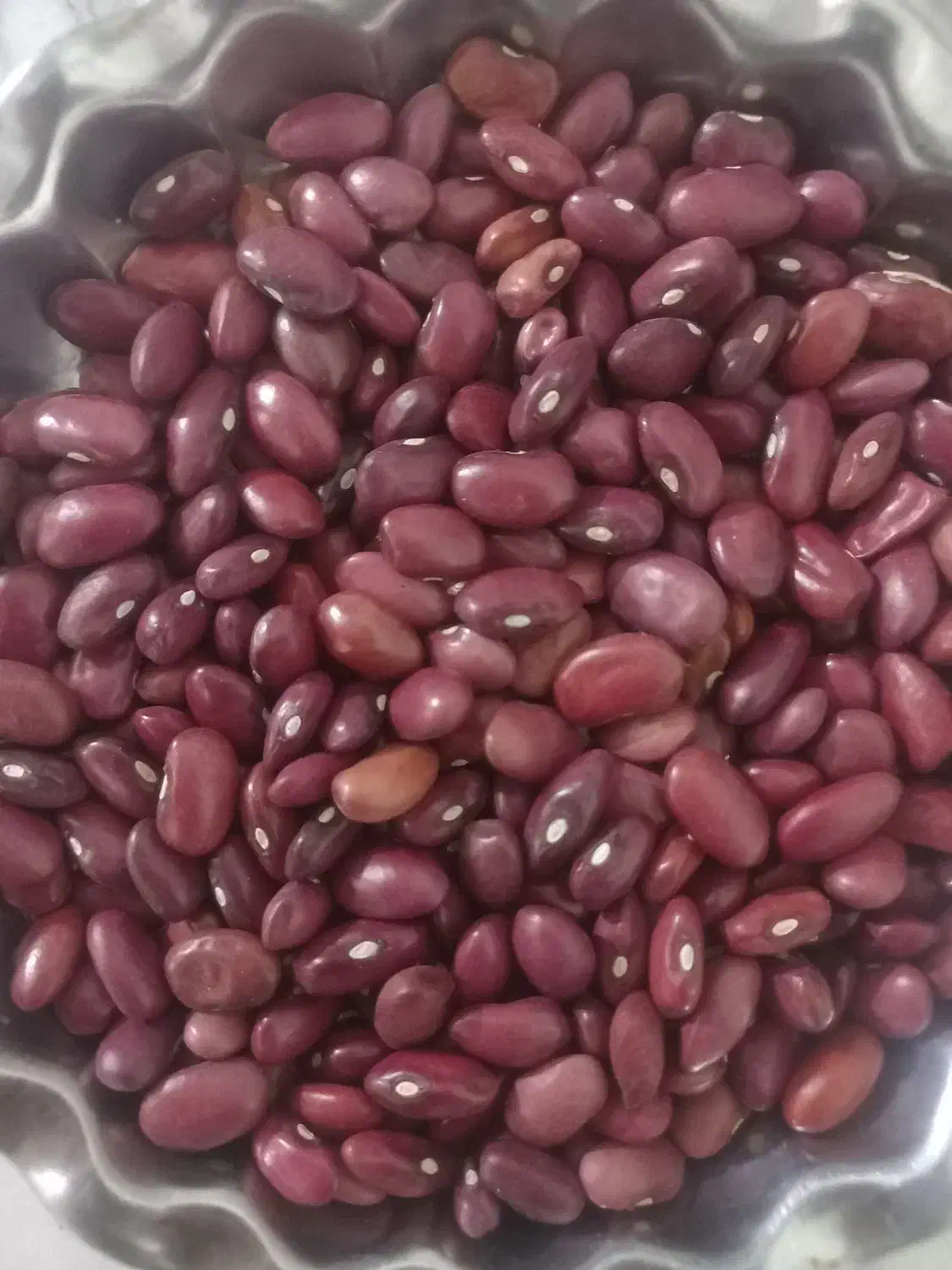 لوبیا قرمز|خوردنی و آشامیدنی|ازنا, |دیوار