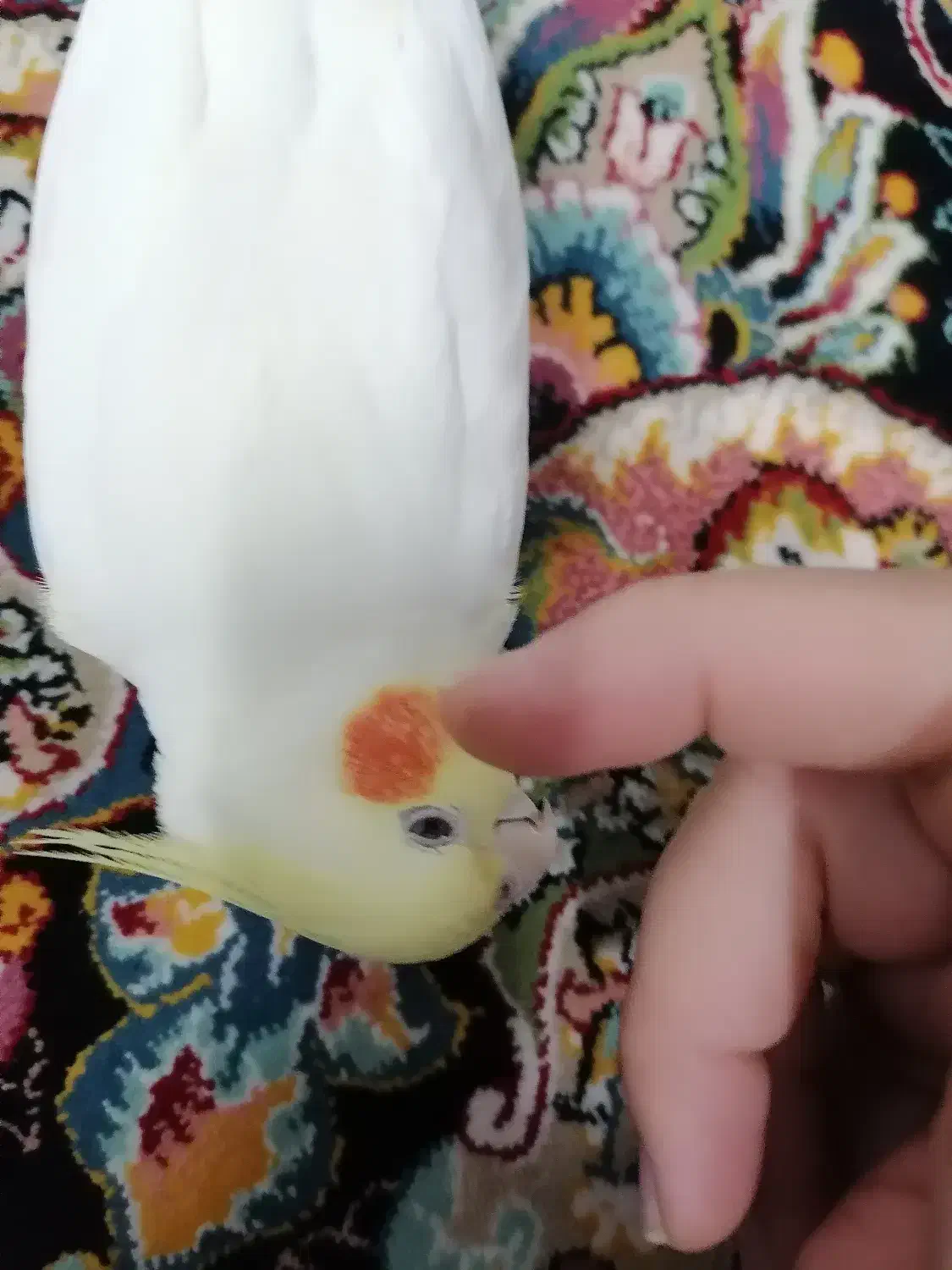 2تا عروس هلندی|پرنده|اسلام‌شهر, شهرک مهدیه|دیوار