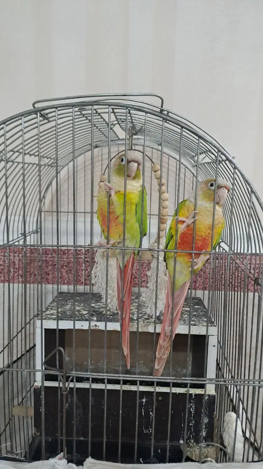 یک جفت طوطی گریچنگ|پرنده|پاکدشت, پاکدشت (مامازند)|دیوار