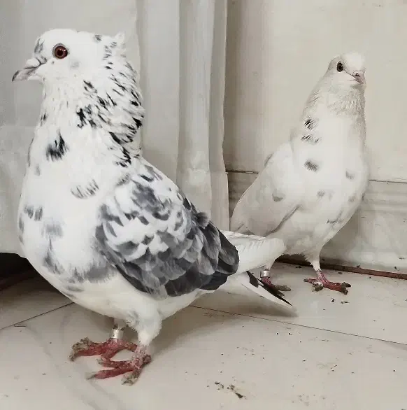 کفتر پرشی|پرنده|پاکدشت, پاکدشت (مامازند)|دیوار