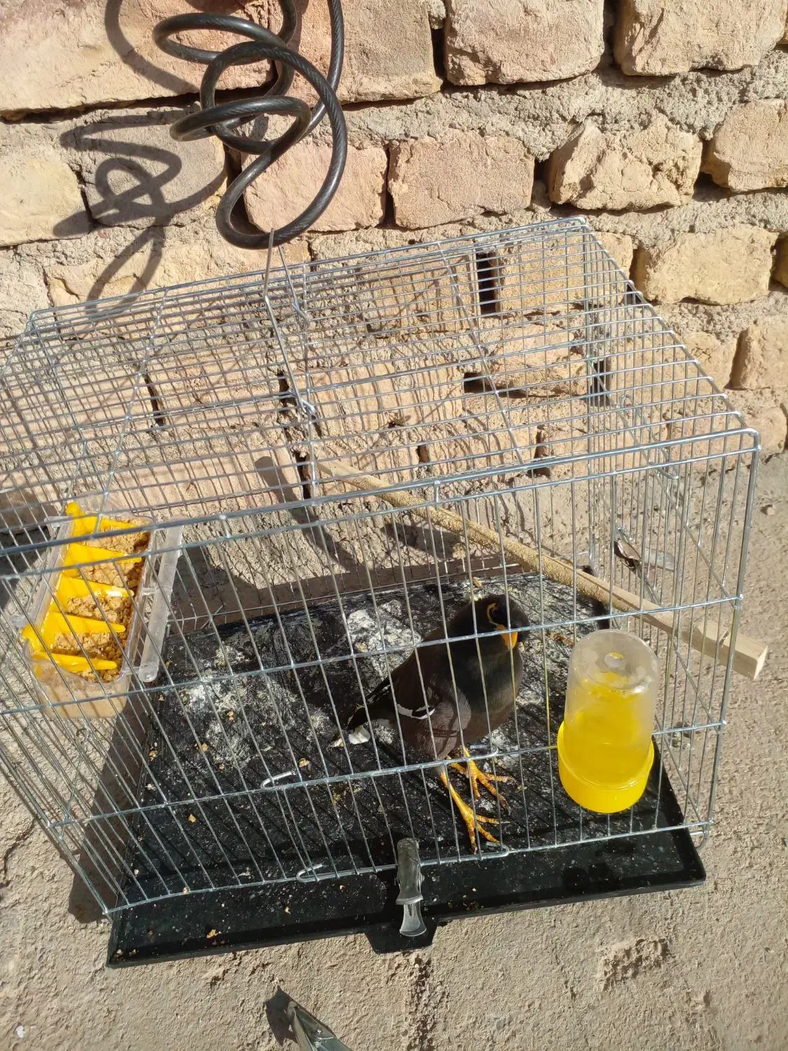 مرغ مینا|پرنده|اسفراین, |دیوار