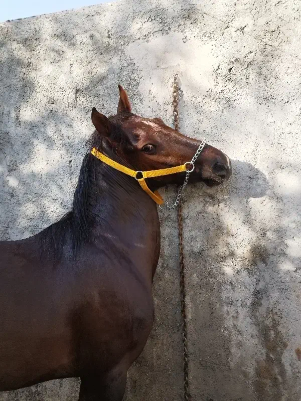 اسب نریان|اسب و تجهیزات اسبسواری|مهریز, |دیوار