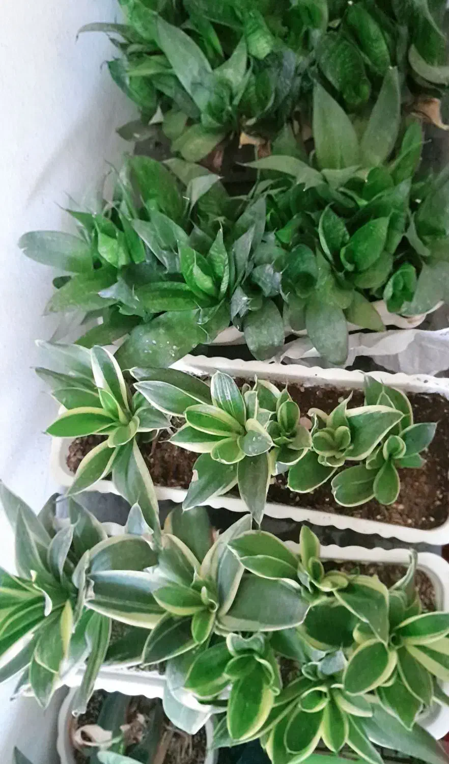 گل های آپارتمانی وکاکتوس های زیبا بفروش میرسد|گل و گیاه طبیعی|زرقان, |دیوار