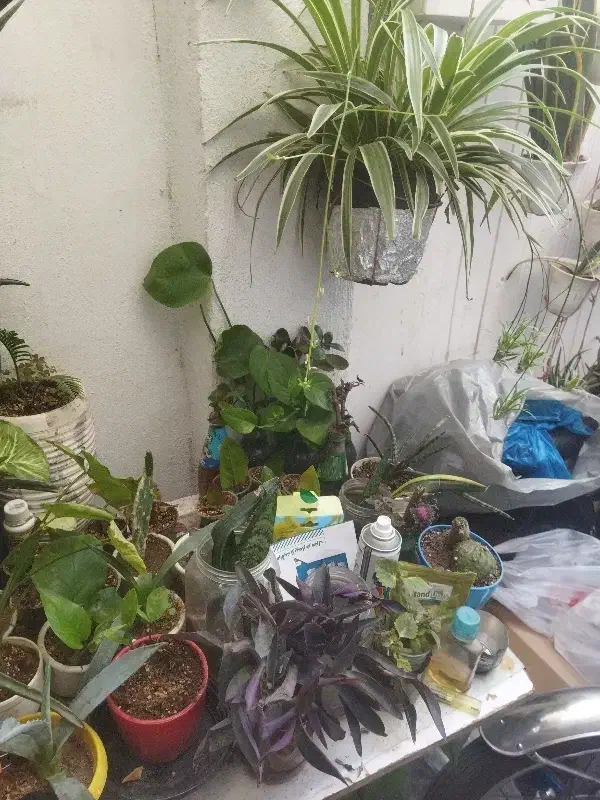 گل اپارتمانی|گل و گیاه طبیعی|بومهن, |دیوار