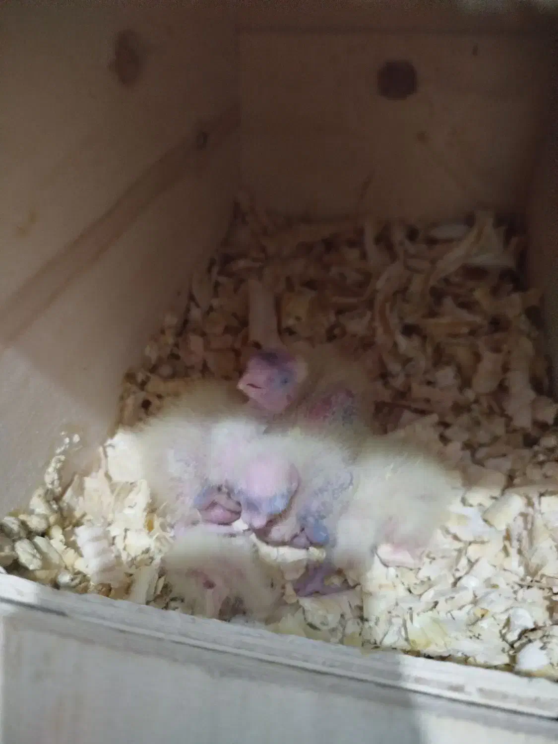 پرنده|پرنده|جم, |دیوار