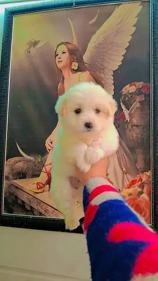 پودل کراس عروسکی|سگ|رشت, گلسار|دیوار