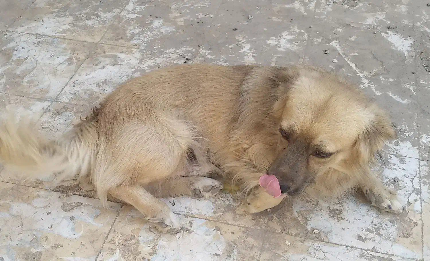 سگ پاکوتاه|سگ|تربت جام, المهدی|دیوار