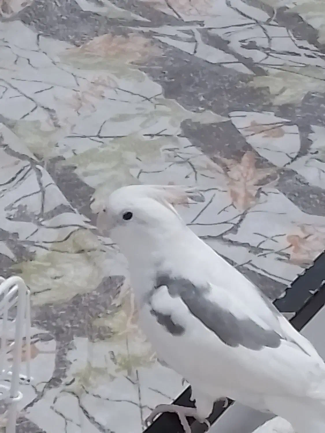 عروس هلندی فول اهلی|پرنده|پیرانشهر, |دیوار