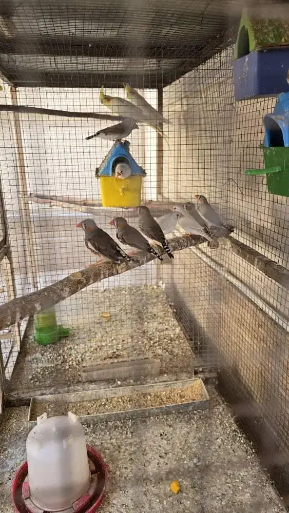 فروش فنج نر و ماده اصیل|پرنده|لار, |دیوار