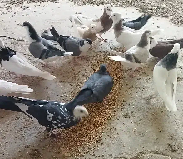 کبوتر، مرغ و خروس|حیوانات مزرعه|طبس, |دیوار