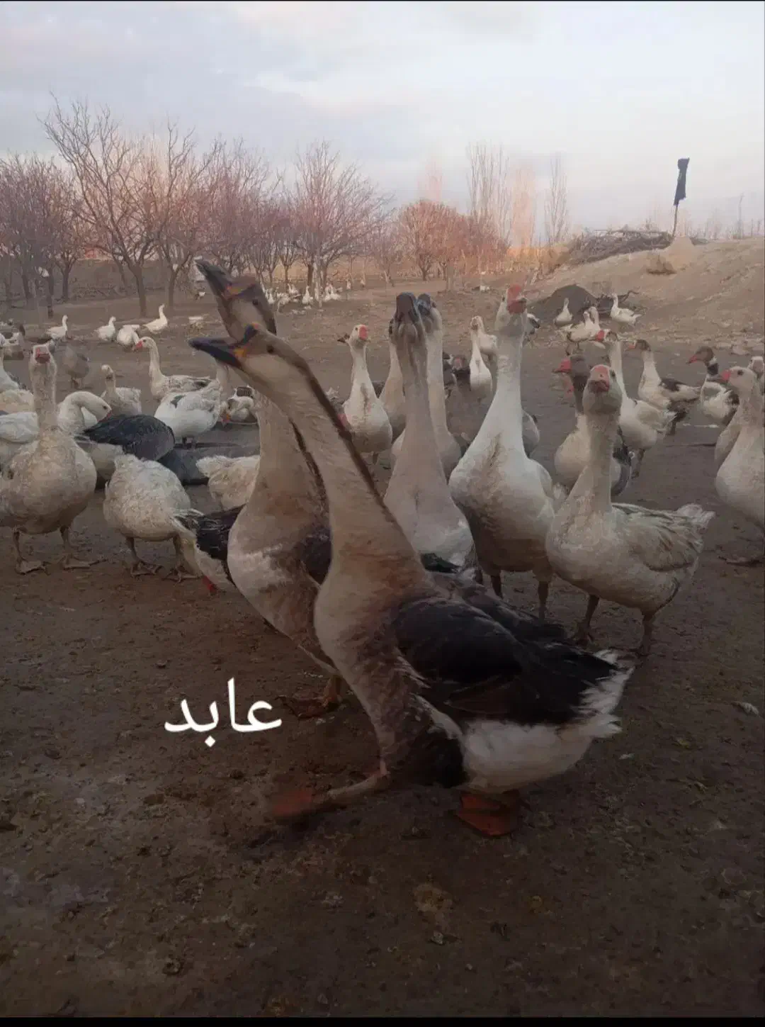 جوجه قوغاز و غاز|حیوانات مزرعه|قم, هنرستان|دیوار