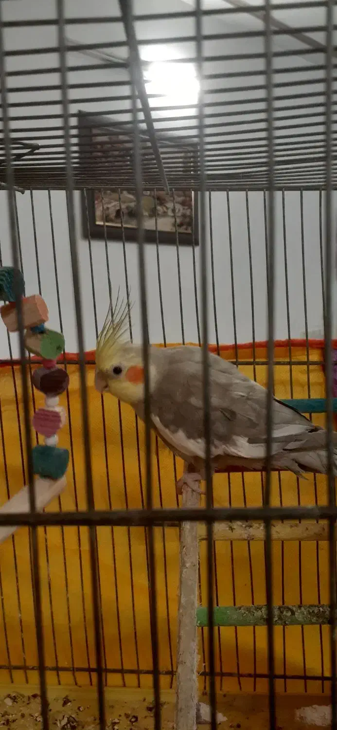 عروس نر|پرنده|قم, شهرک مهدیه (مدرس)|دیوار