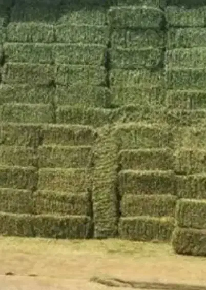 خرید فروش تفاله سیب چغندر نم دار و خشک|لوازم جانبی حیوانات|شیروان (خراسان), |دیوار