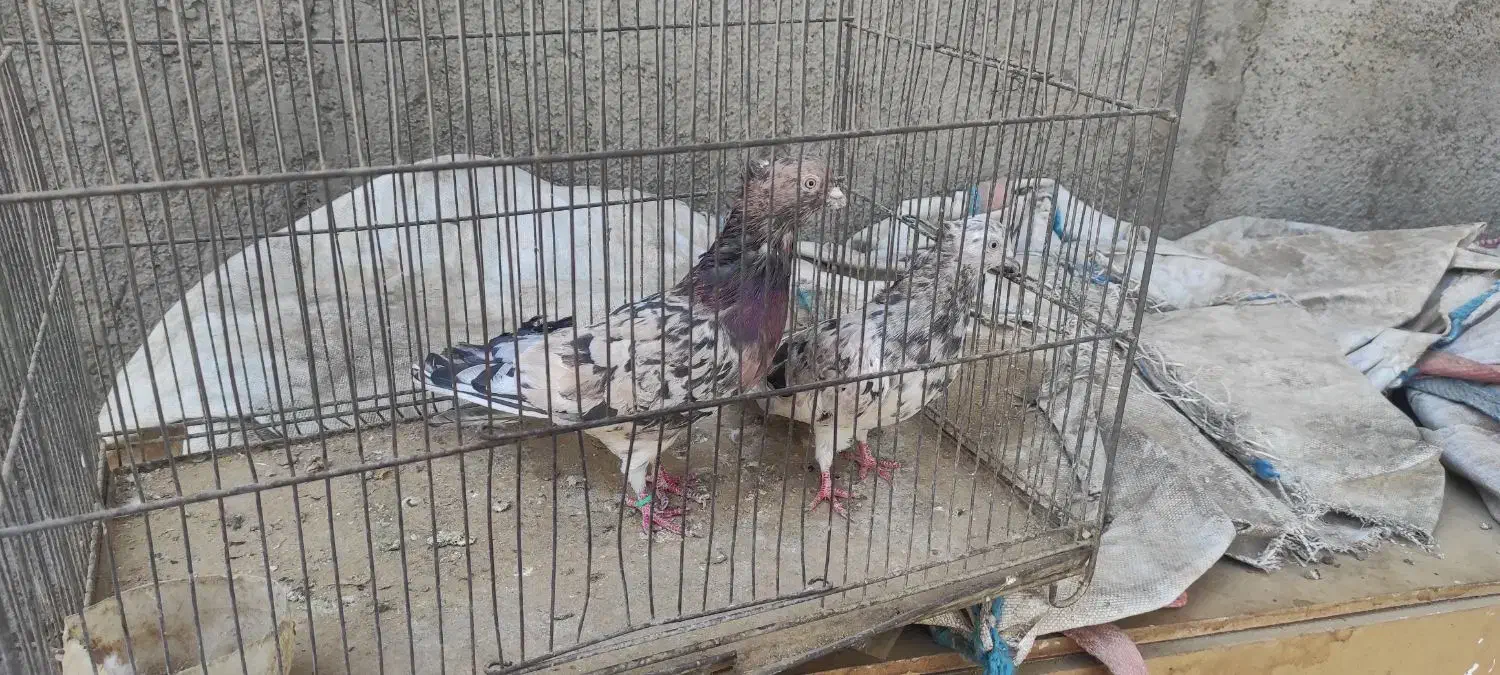 یک جفت سرور آتیشی نر و ماده|پرنده|رباطکریم, آدران|دیوار