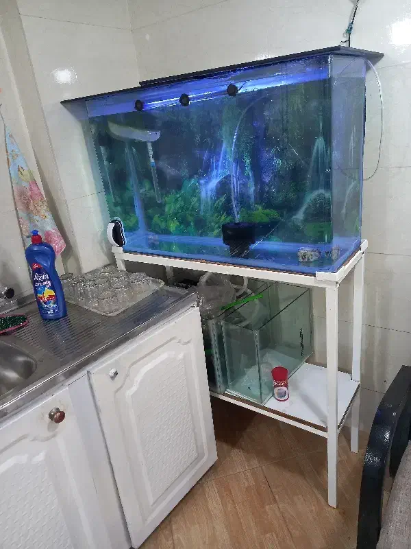 آکواریوم|ماهی|ارومیه, |دیوار