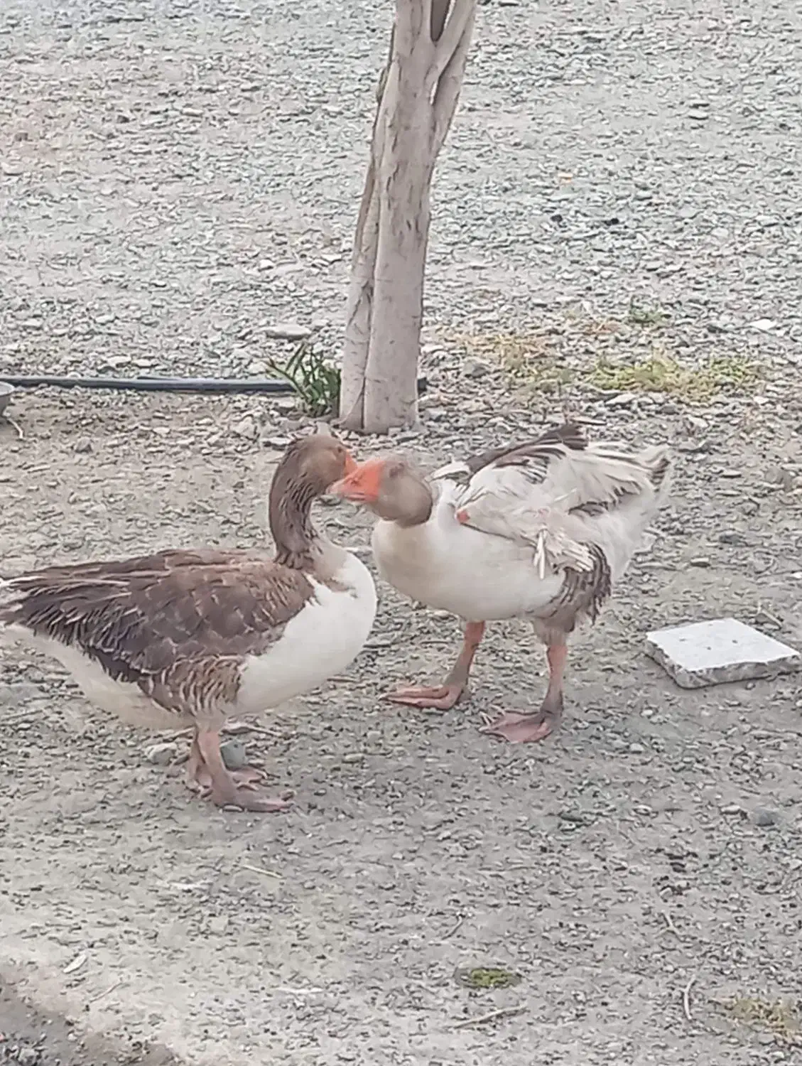 غاز|حیوانات مزرعه|کهنوج, |دیوار