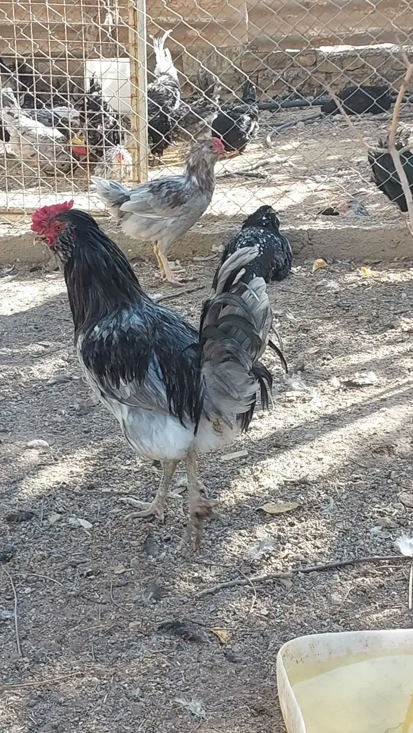 تخم مرغ نطفه دار گلین|حیوانات مزرعه|زنجان, |دیوار