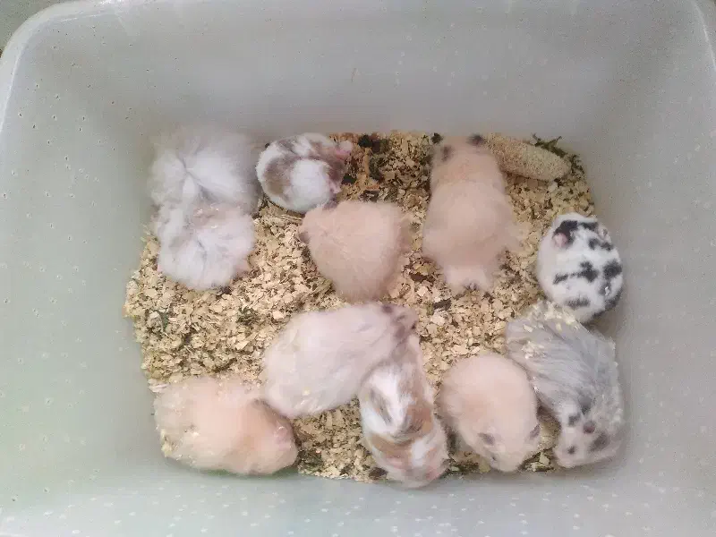 همستر سوری و کمپل|موش و خرگوش|شهریار, رزکان|دیوار