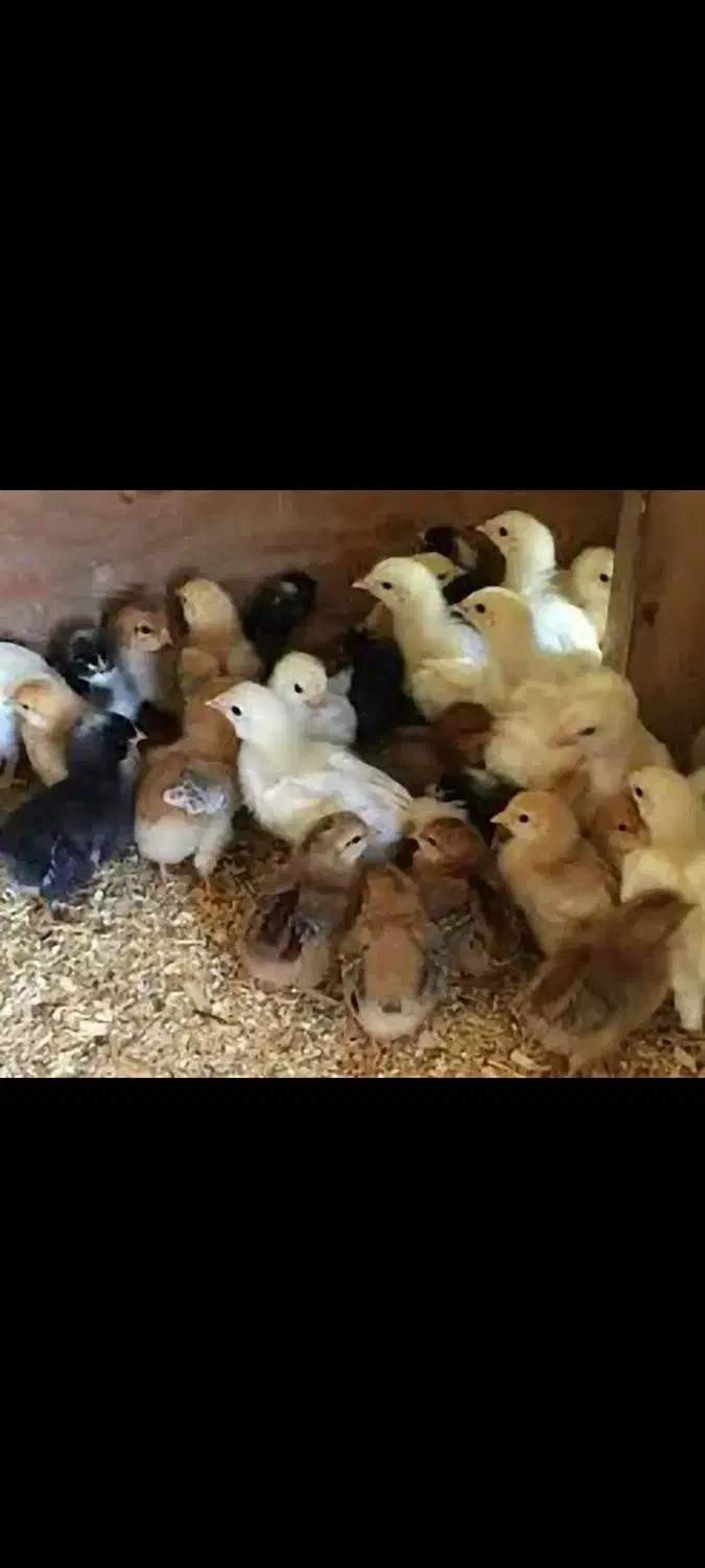 فروش جوجه مرغ محلی بومی اصیل|حیوانات مزرعه|کیاکلا, |دیوار