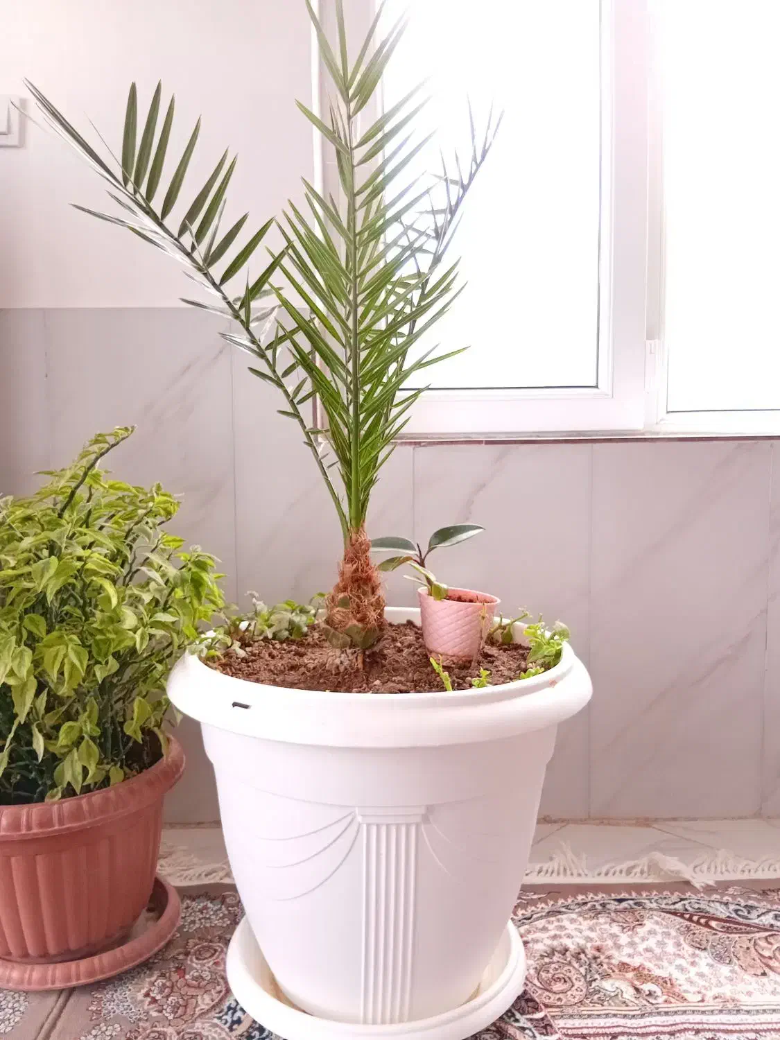 درختچه خرما|گل و گیاه طبیعی|بجنورد, |دیوار