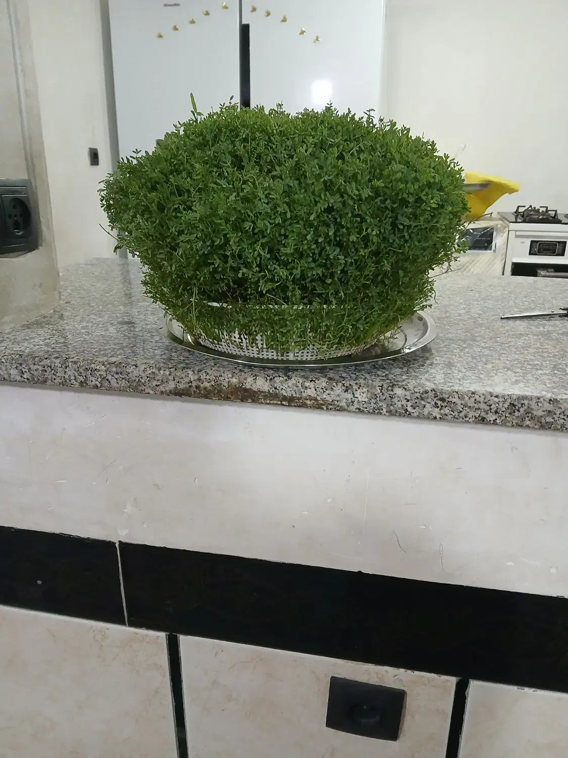 سبزی مناسب عروسی و نامزدی|حراج|کوهدشت, |دیوار