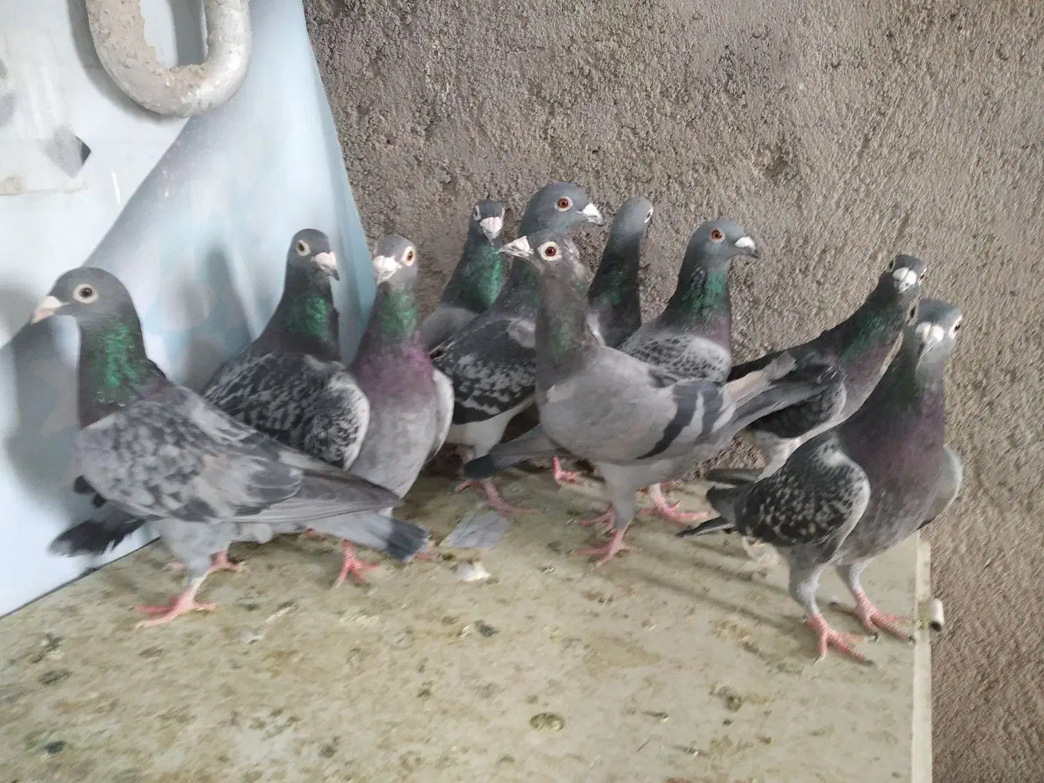 آلمانی ودورگ کفتر بوم پرشی|پرنده|تربتحیدریه, چهارراه خواف|دیوار