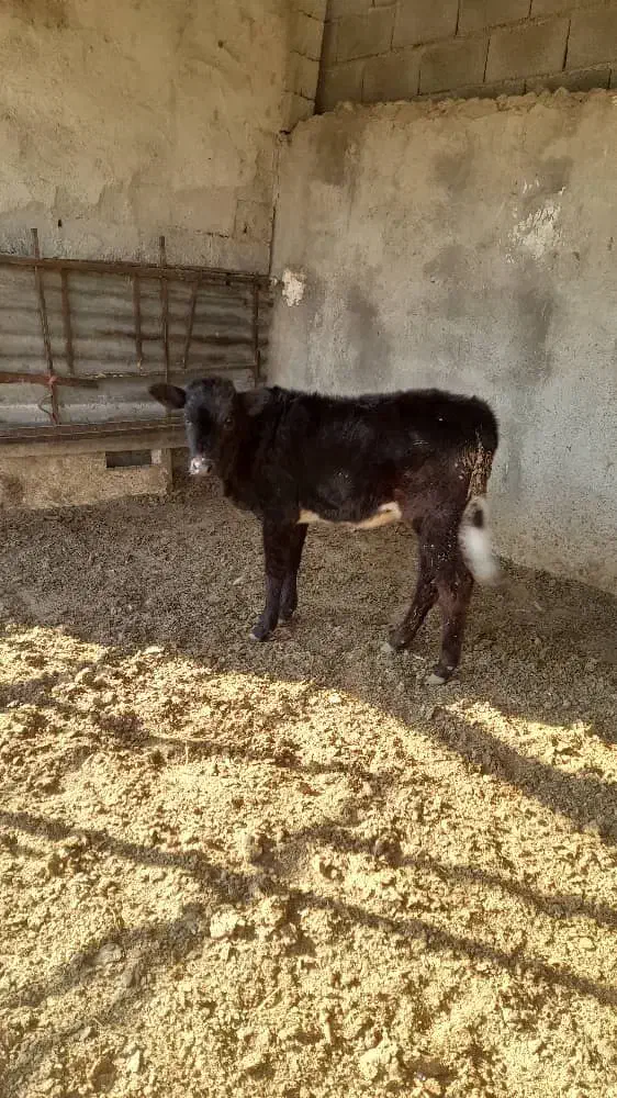 شهریار،وحیدیه،چندراس گوساله ماده کشتاری|حیوانات مزرعه|وحیدیه, |دیوار