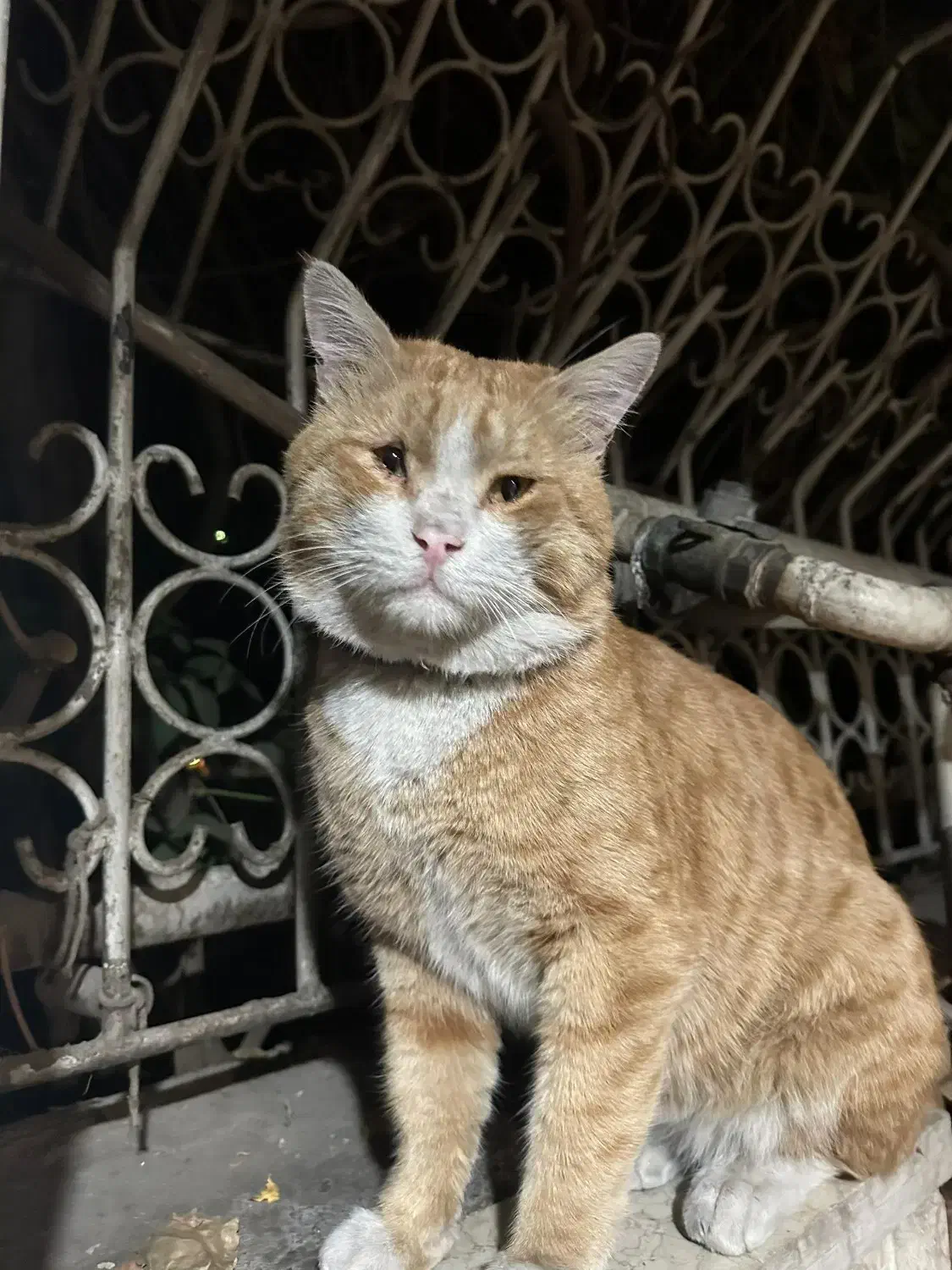 گربه پیدا شده|حیوانات|تهران, توحید|دیوار