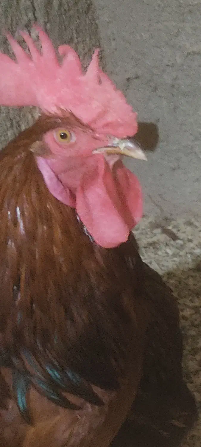 مرغ وخروس|حیوانات مزرعه|شیراز, میانرود|دیوار