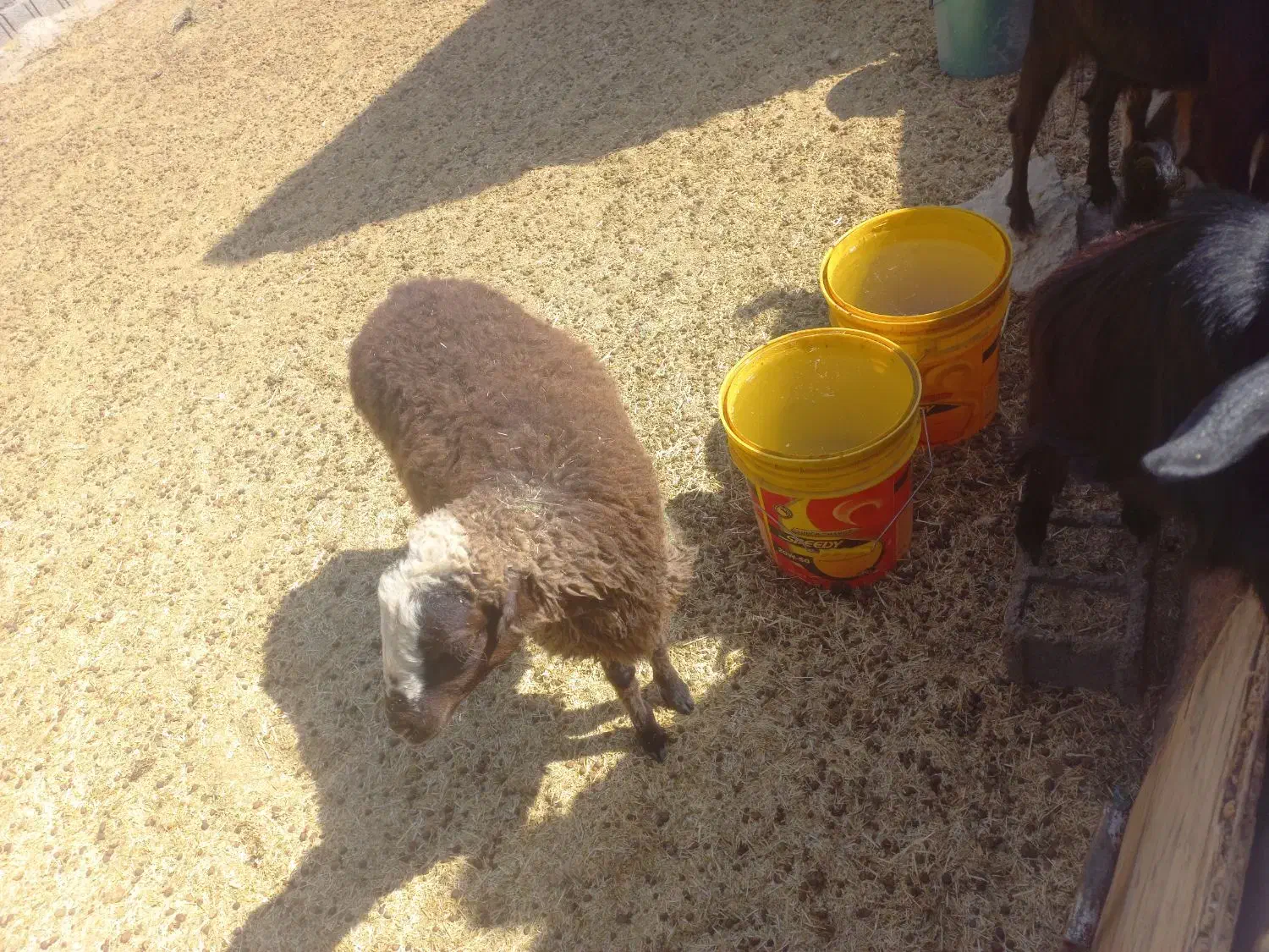 فروشی|حیوانات مزرعه|تهران, شهرک امید|دیوار