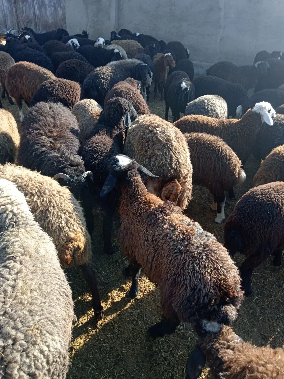 بره شیشک میش قوچ بزغاله، بز|حیوانات مزرعه|پیشوا, |دیوار