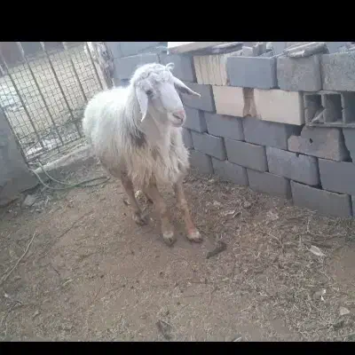 گوسفند داشتی گوشتی|حیوانات مزرعه|یزد, |دیوار