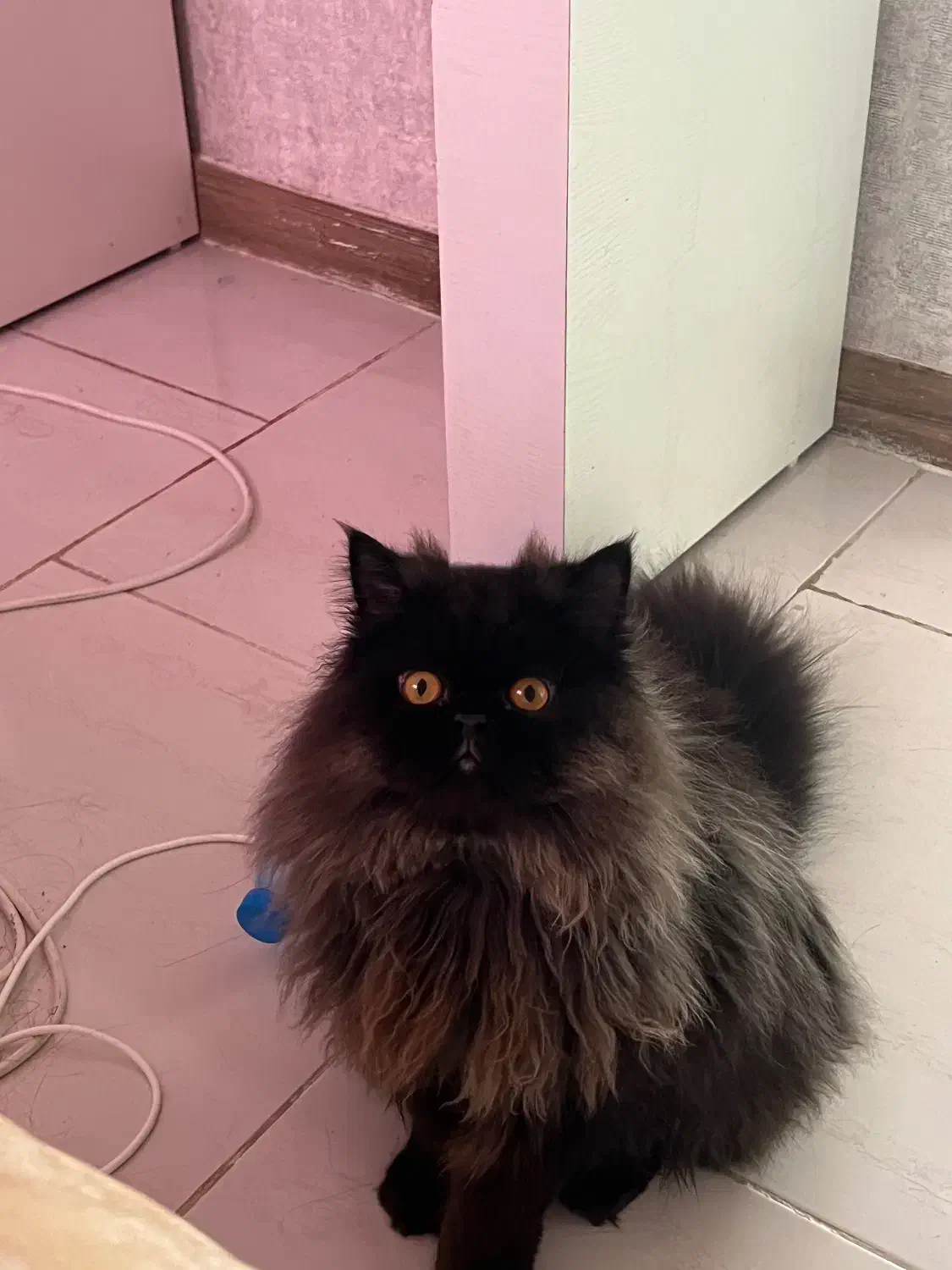 گربه پرشین اصیل نر|گربه|رشت, دیلمان|دیوار