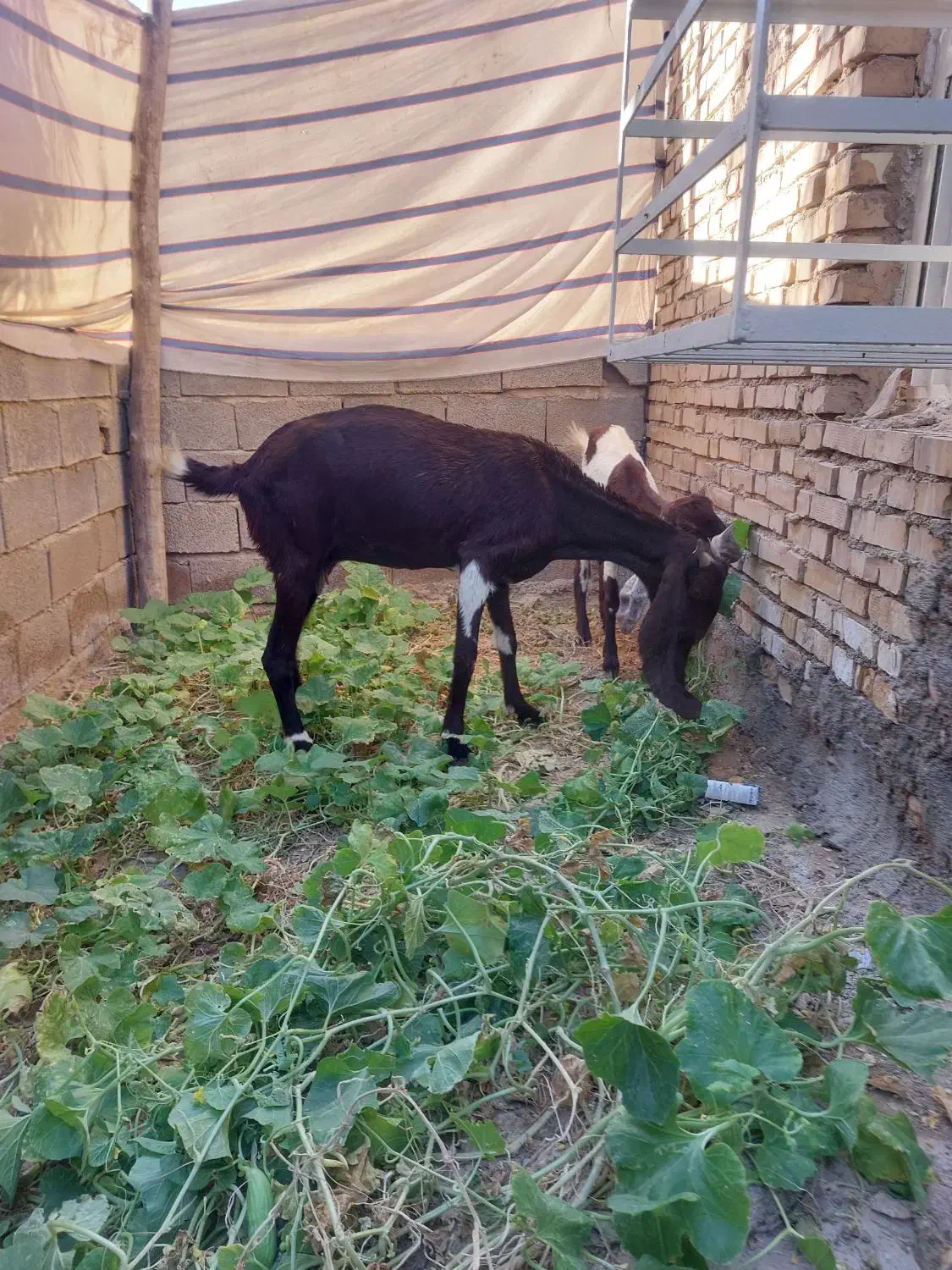 بزافغانی اصل|حیوانات مزرعه|هندیجان, |دیوار