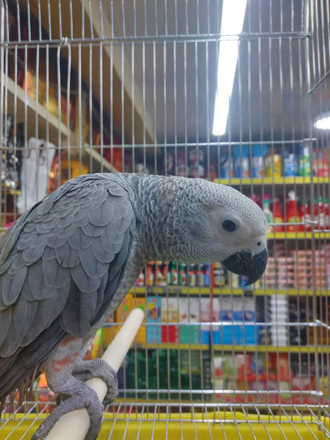 جوجه کاسکو|پرنده|تهران, کاشانک|دیوار