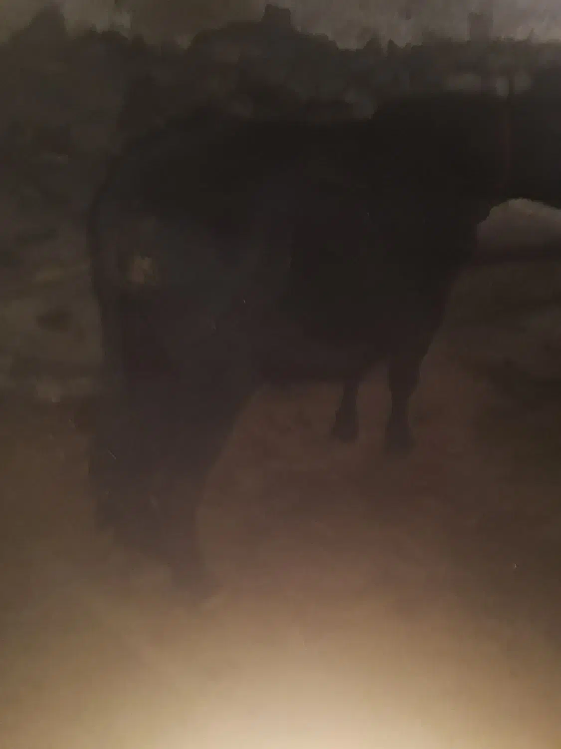 گوساله|حیوانات مزرعه|اهر, |دیوار